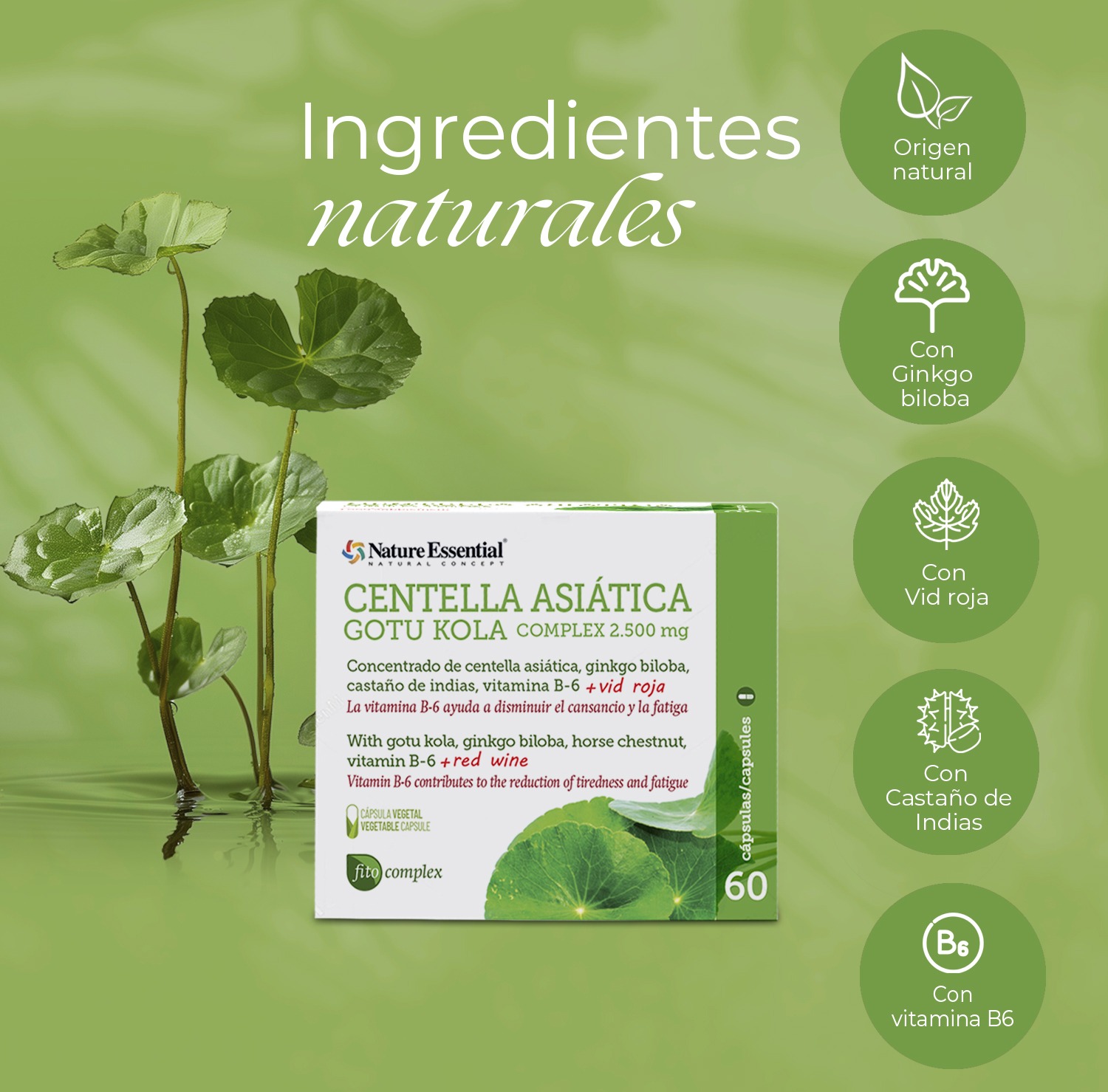 Centella asiática (complex) 2500 mg. 60 cápsulas vegetales - Imagen 3
